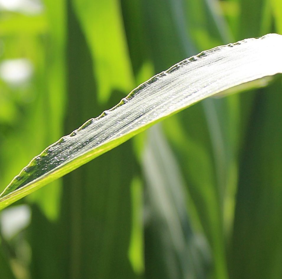 cropped-corn-871351-Closeup-Soft-Focus-Pixabay-Free-Commercial-Use-No-Attribution-scaled-6.jpg