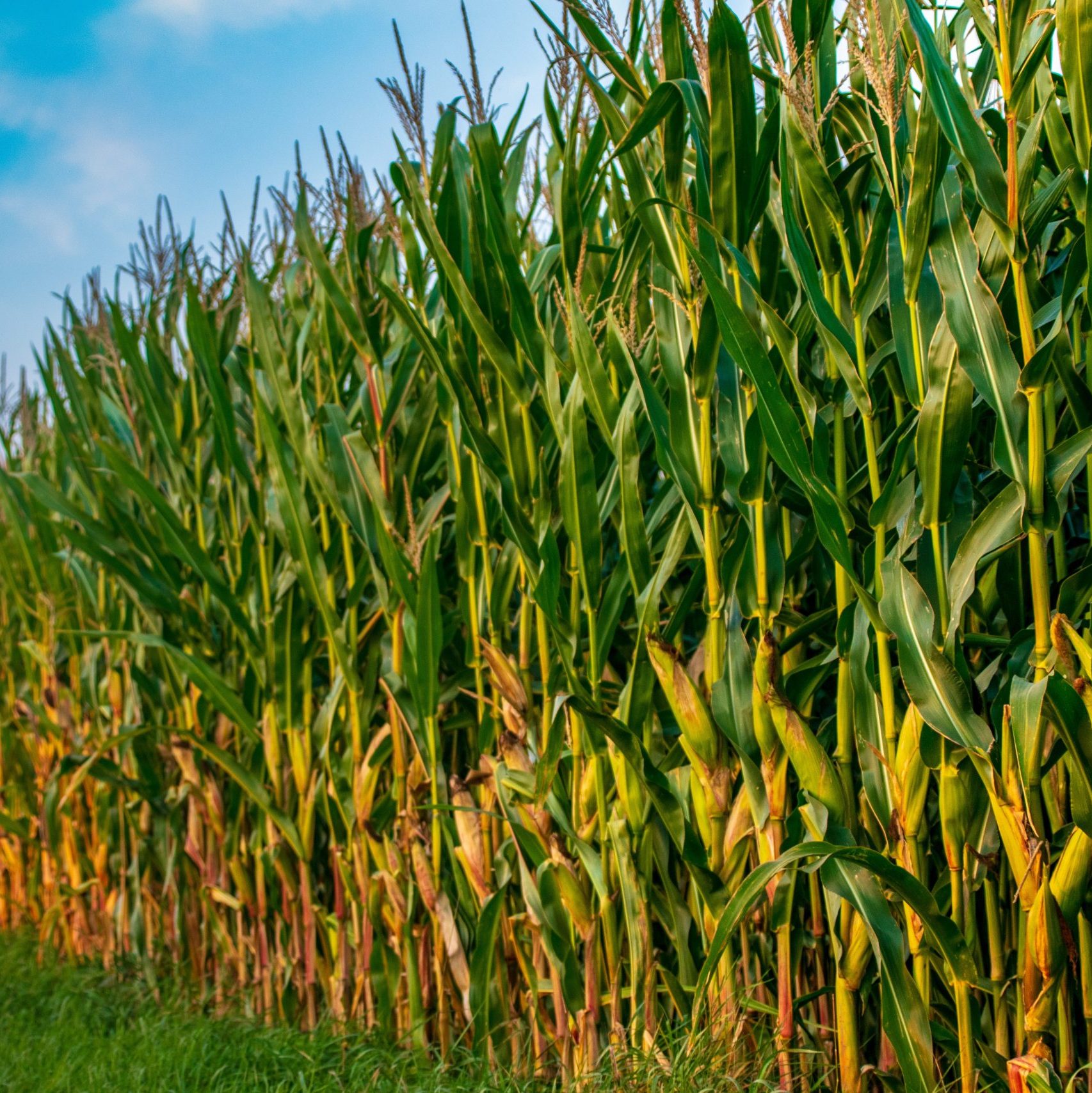 cropped-field-3616468-Row-Corn-Diagnal-Pixabay-Free-Commercial-No-Attribution-scaled-1.jpg