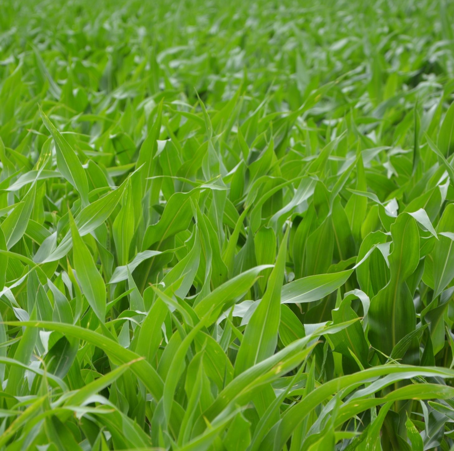 cropped-fields-2449290-Best-Corn-Background-Image-Color-Pixabay-Free-Commercial-Use-No-Attribution-1-6.jpg
