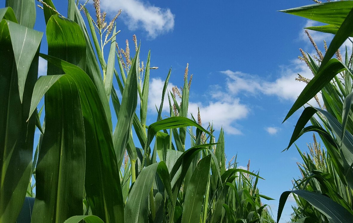 cropped-329_1511891290_2017-07-28-corn-2.jpg