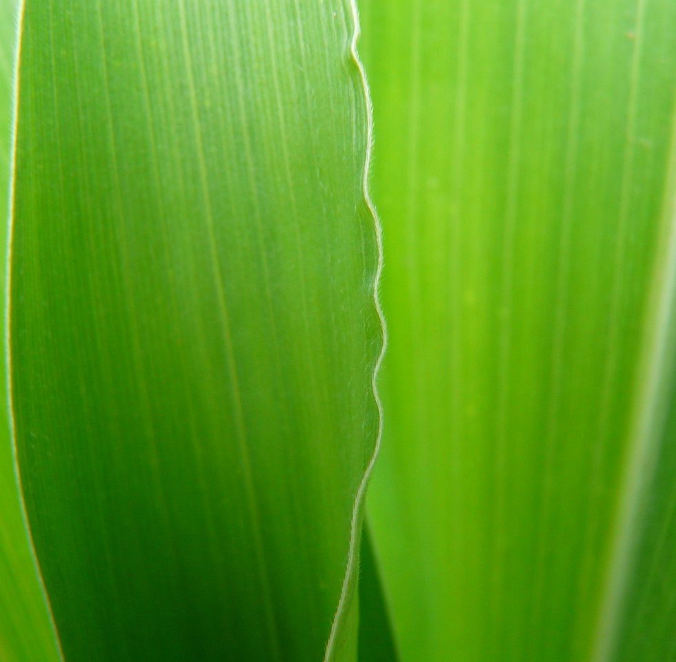 cropped-corn-leaf-8253_1920-Pixabay-Free-Commercial-Use-No-Attribution-3.jpg