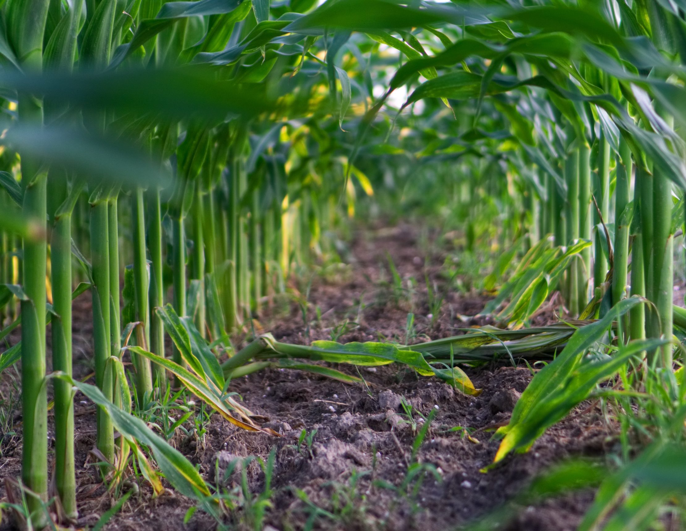 cropped-corn-3508552-Closeup-Pixabay-Free-Commercial-Use-No-Attribution-scaled-1.jpg