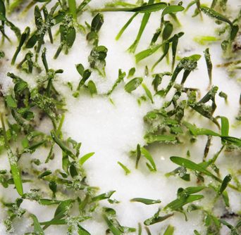 cropped-shutterstock_46181998-rye-cover-crop-in-the-snow-7.jpg