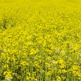 cropped-shutterstock_664958383-Mustard-Cover-Crop-10.jpg