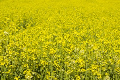 cropped-shutterstock_664958383-Mustard-Cover-Crop-7.jpg